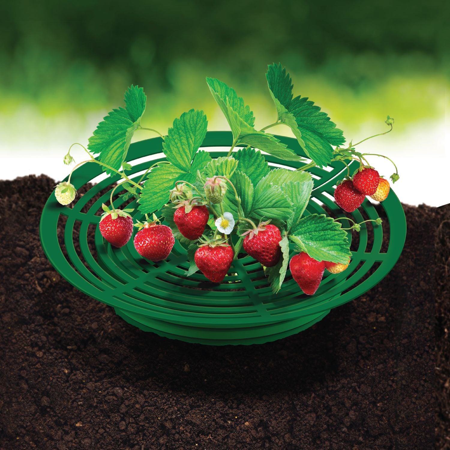 indoor strawberry plant kit Strawberry Support Kit, Pack of 4 – Rooted Promise